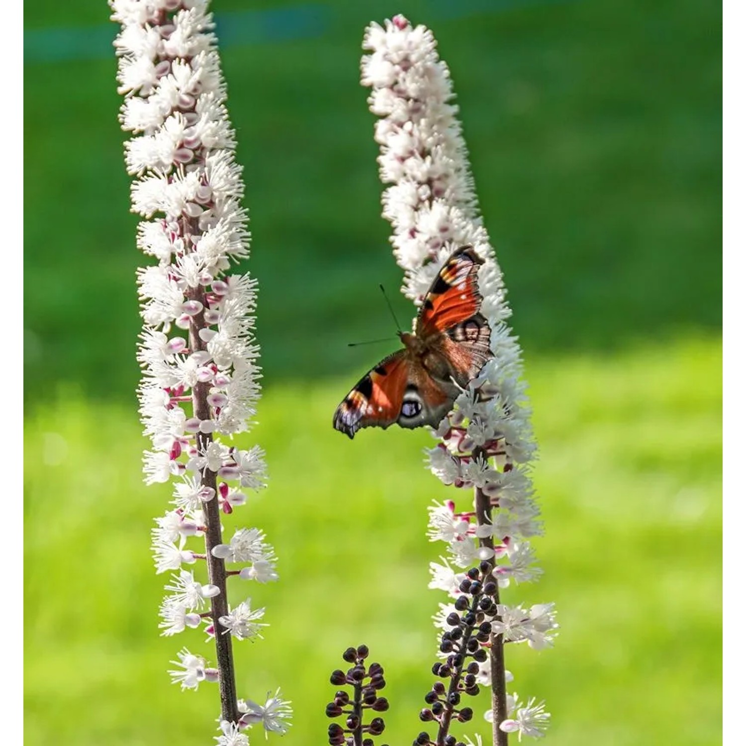 Silberkerze Armleuchter - Actaea simplex