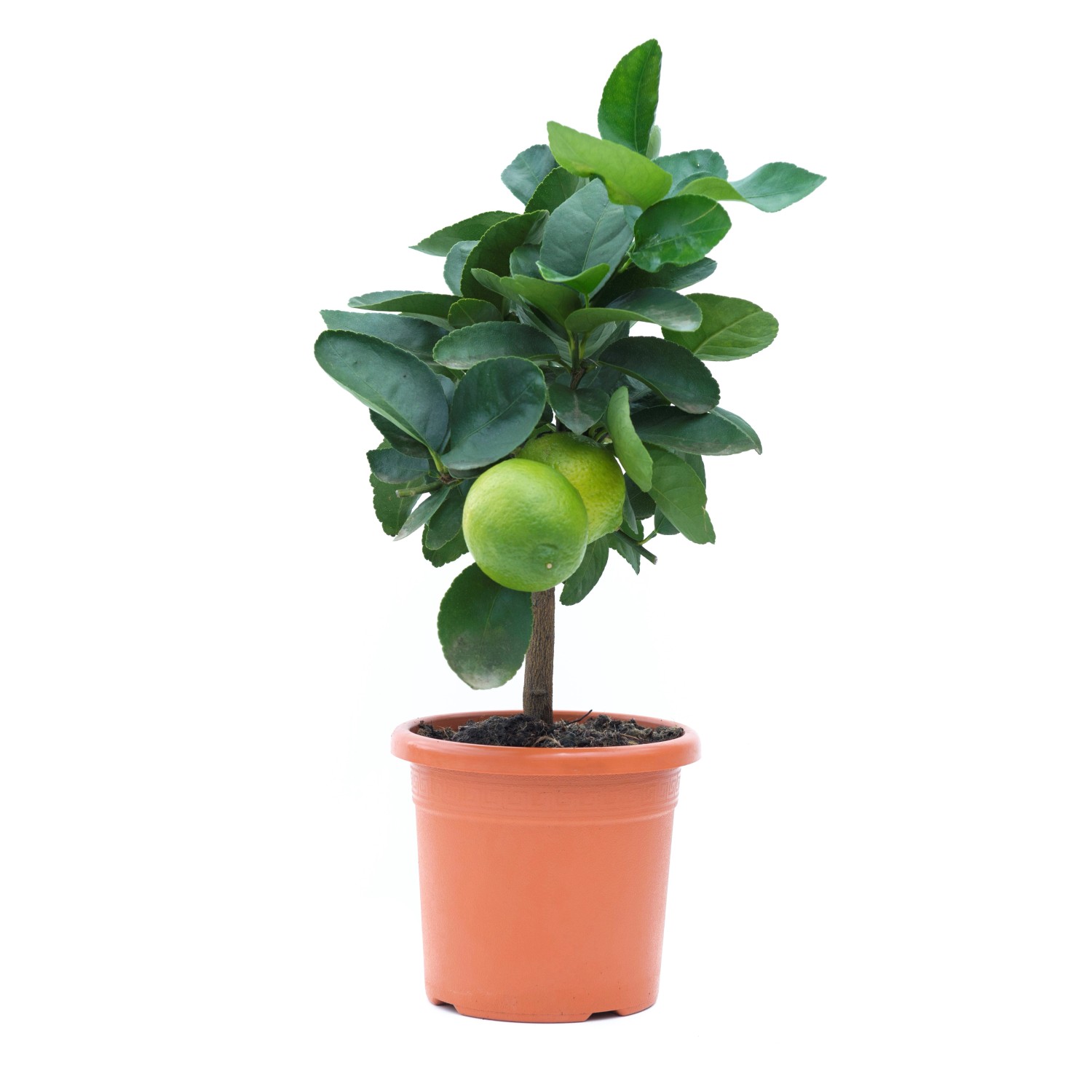 GROW by OBI Zitrus Mix in Sorten Topf ca. 19 cm Citrus mitis kaufen bei OBI GROW by OBI Zitrus Mix in Sorten Topf ca. 19 cm Citrus mitis kaufen bei OBI