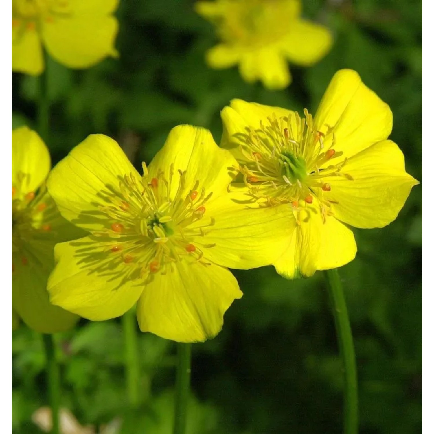 Zwerg Trollblume - Trollius pumilus