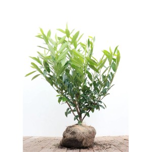 Kirschlorbeer 'Caucasica', 80-100 cm, buschige Heckenpflanze mit grünen Blättern.