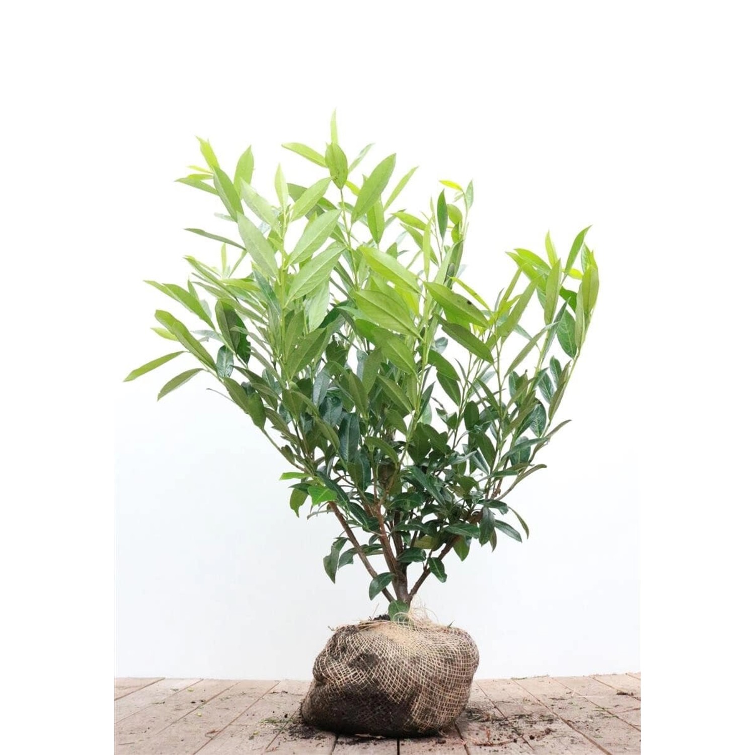 Prunus laurocerasus 'Caucasica' 80-100 cm günstig online kaufen
