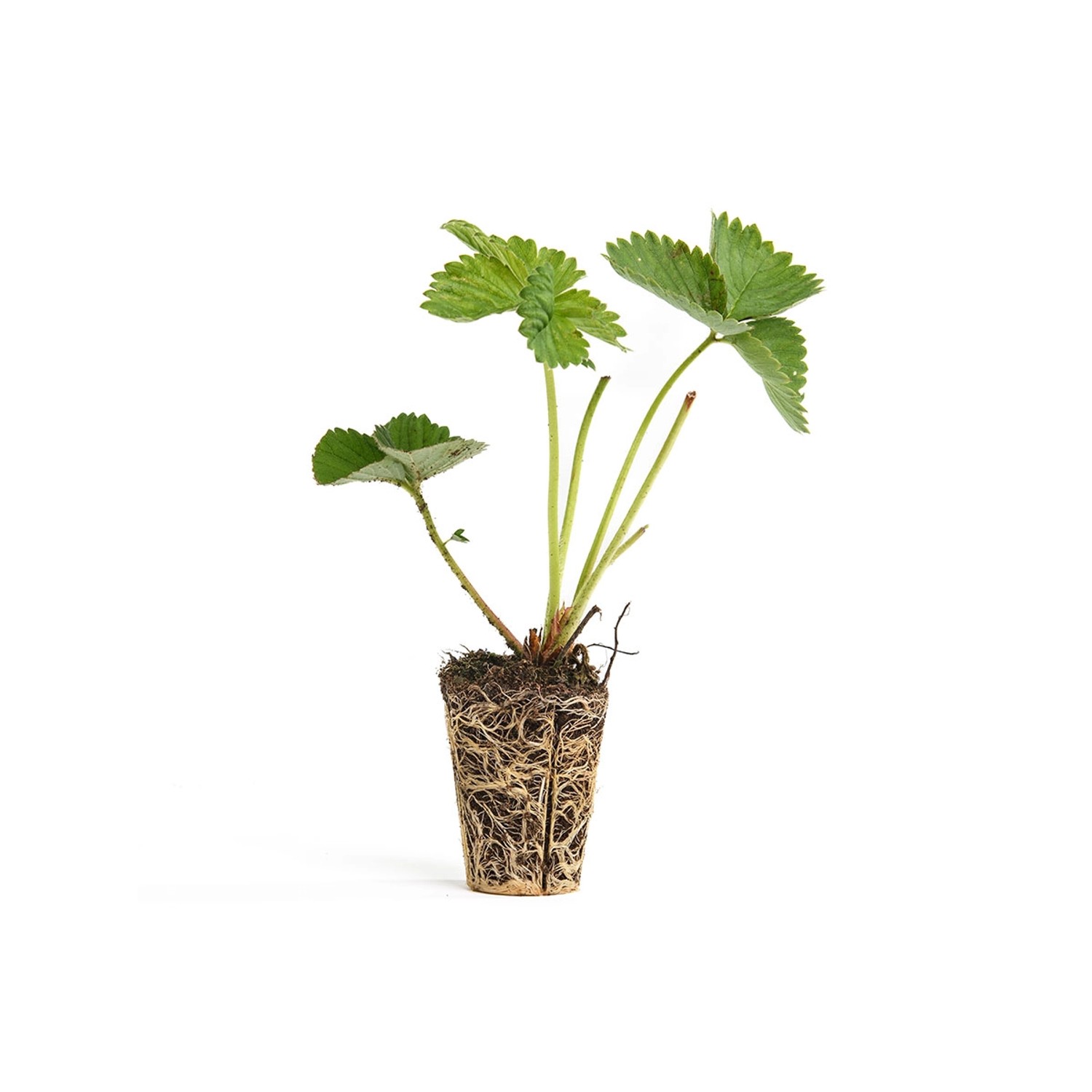 Erdbeerprofi Florice Erdbeeren 10 Topfpflanzen günstig online kaufen