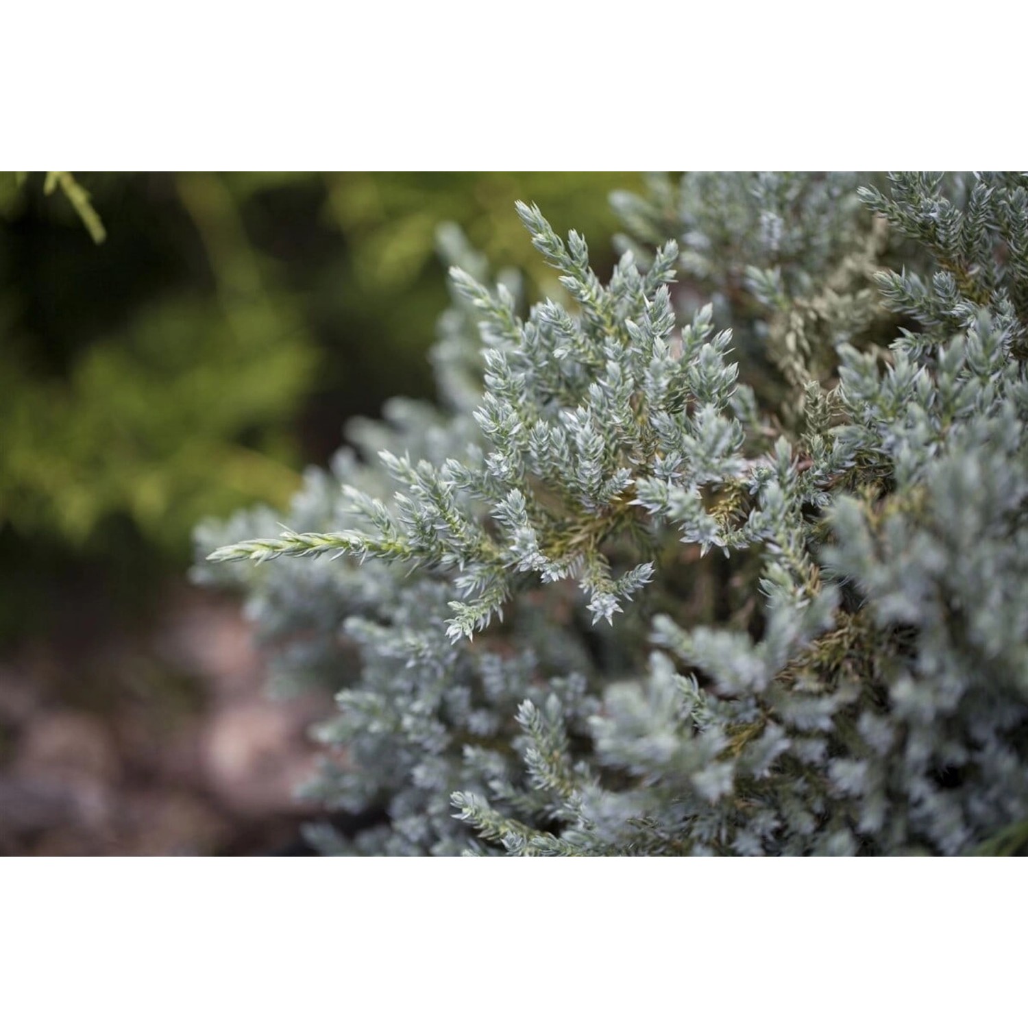 Juniperus Virginiana Glauca Virginischer Wacholder Blaugrün 50–60 cm günstig online kaufen