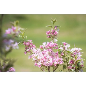 Baumfink Weigelie Florida Nana Variegata als Topfpflanze 40-60cm