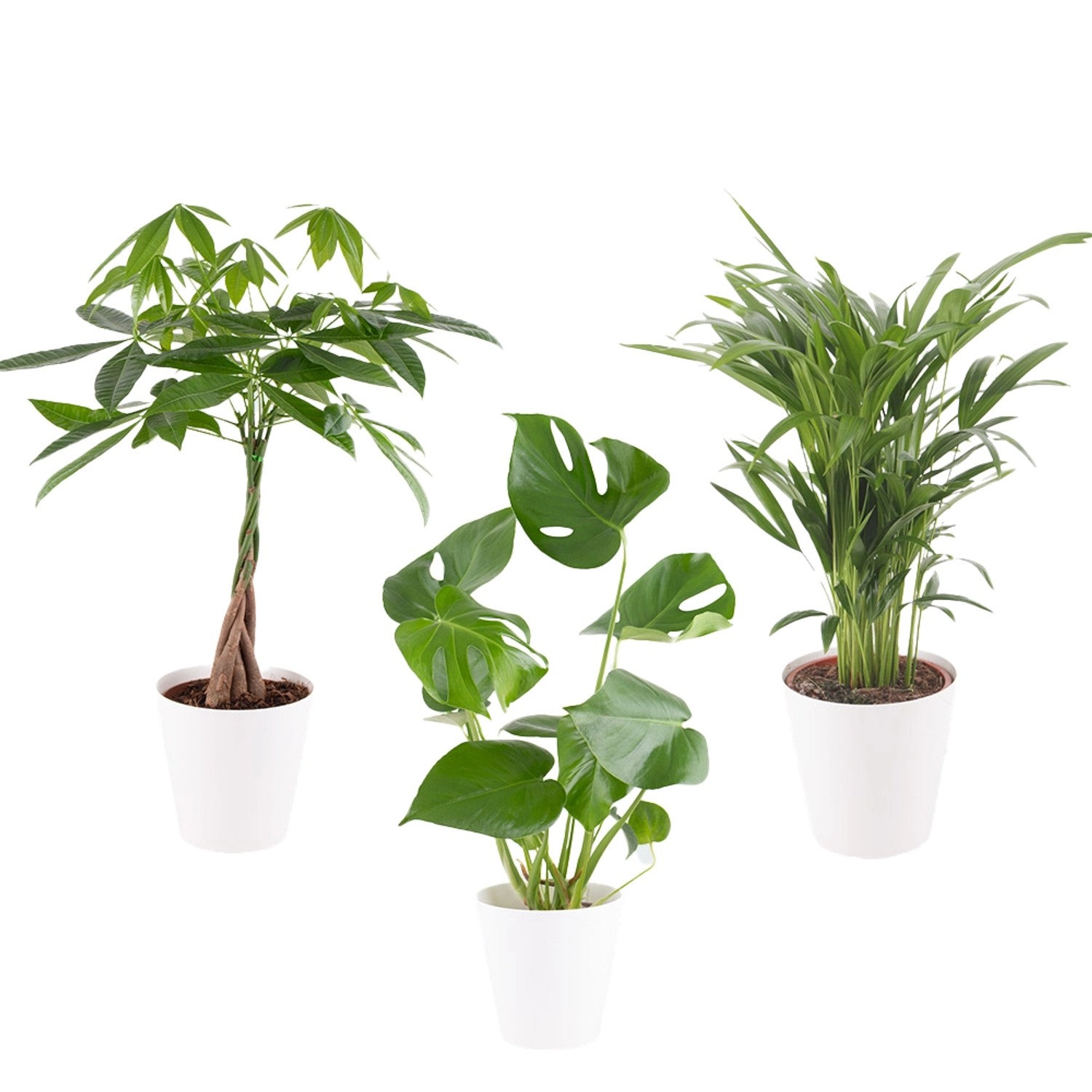 Luftreinigendes Trio Zimmerpflanzen Monstera Glückskastanie Areca ca. 50-60 cm Topf-ø 14-17 cm