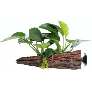 Dennerle Aquariumpflanze Anubias Barteri auf Wurzel mit Sauger für Aquarien.