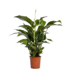 Einblatt Sweet Lauretta im braunen Topf, Zimmerpflanze mit grünen Blättern und weißen Blüten.