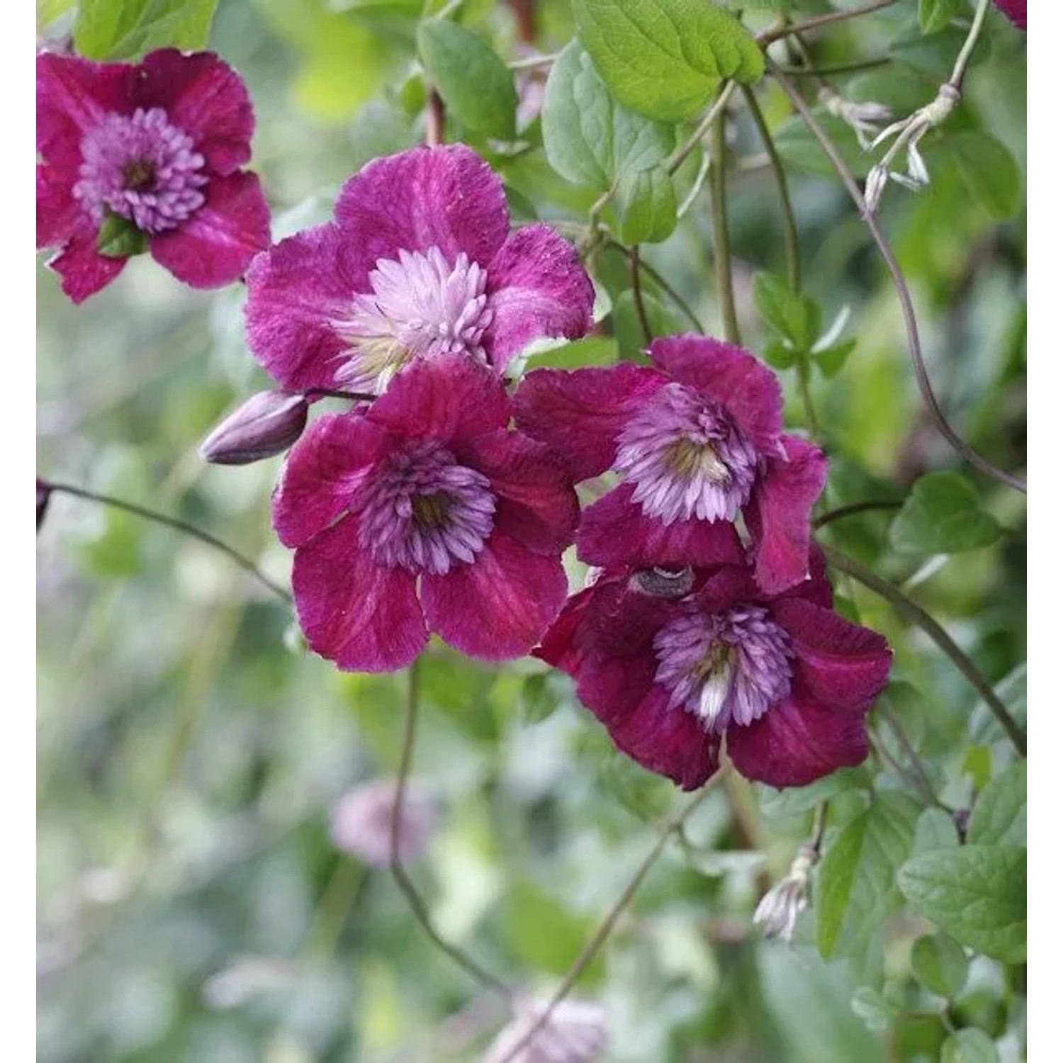 Waldrebe Avant-garde 60-80cm - Clematis