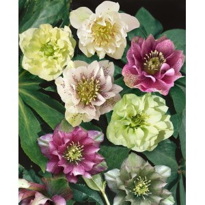 Verschiedenfarbige Lenzrosen (Helleborus) der Sorte 'Double Ellen Red' im Topf.