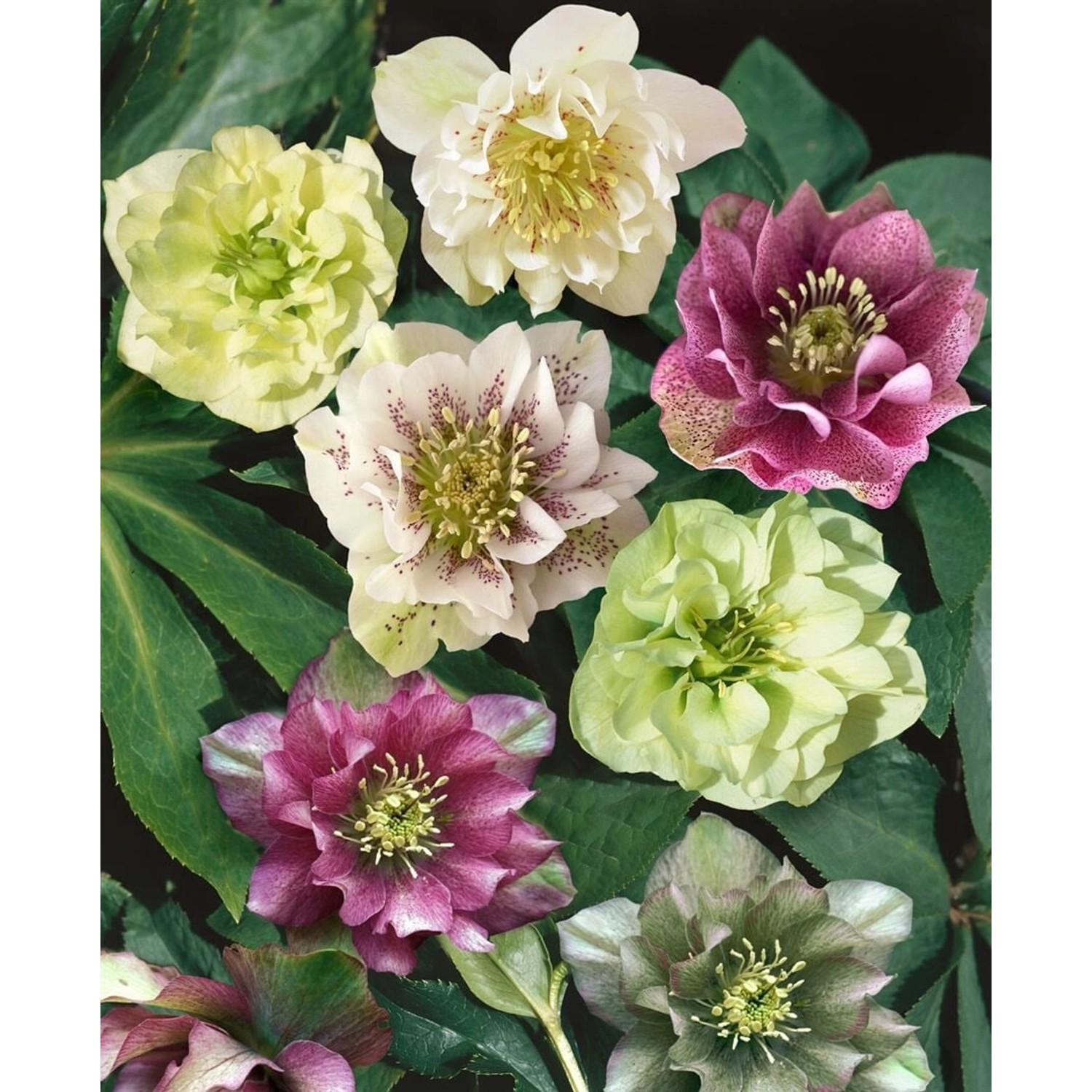Helleborus X Orientalis Double Ellen Red Lenzrose Ca. 11x11 cm Topf günstig online kaufen