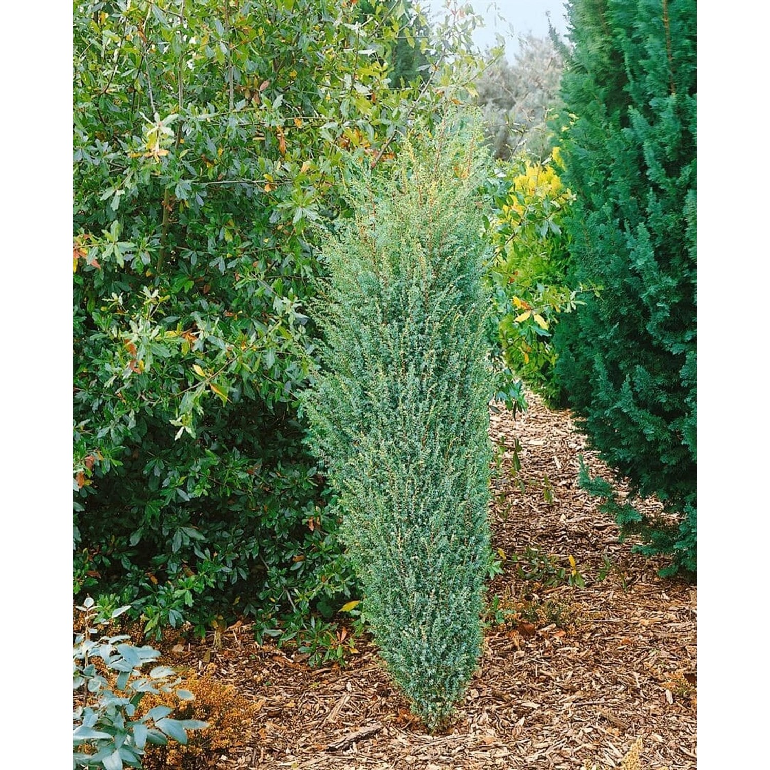 Juniperus Communis Excelsa Wacholder 40–60 cm günstig online kaufen