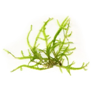 Dennerle Aquariumpflanze Taxiphyllum Gigant In-Vitro, attraktives, grünes Moos für Aquarien.