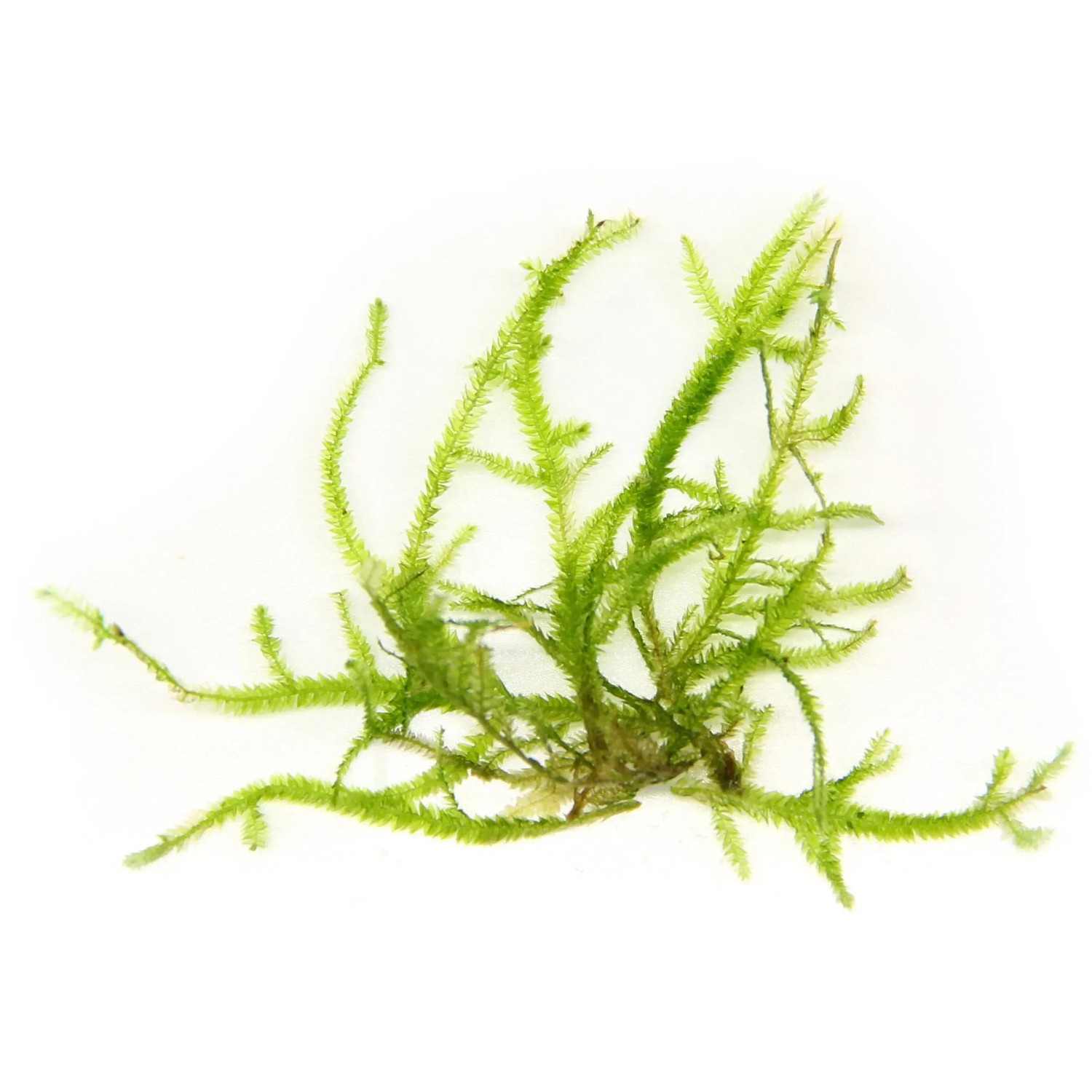 Dennerle Plants Aquariumpflanze Taxiphyllum Gigant In-Vitro