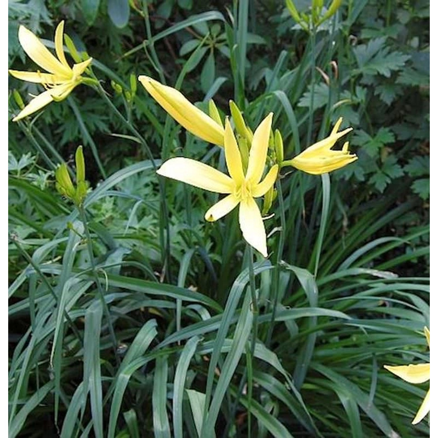 Dufttaglilie Baroni - Hemerocallis citrina günstig online kaufen