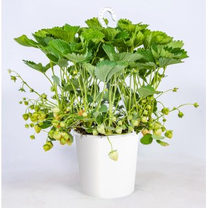 Erdbeer-Ampel mit grünen Blättern und unreifen Erdbeeren im weißen Topf.