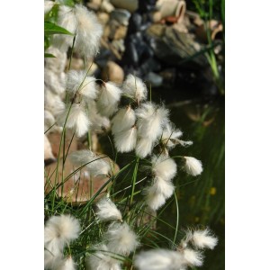 Schmalblättriges Wollgras (Eriophorum Angustifolium) mit weißen Blütenständen im 9x9 cm Topf.