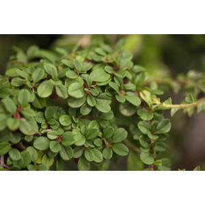 Detailaufnahme der Kriechmispel 'Eichholz' mit kleinen, runden, grünen Blättern. Bodendecker für den Garten.