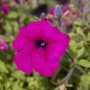 Nahaufnahme einer pinkfarbenen Petunie (Petunia hyb.) im Topf, umgeben von grünen Blättern.