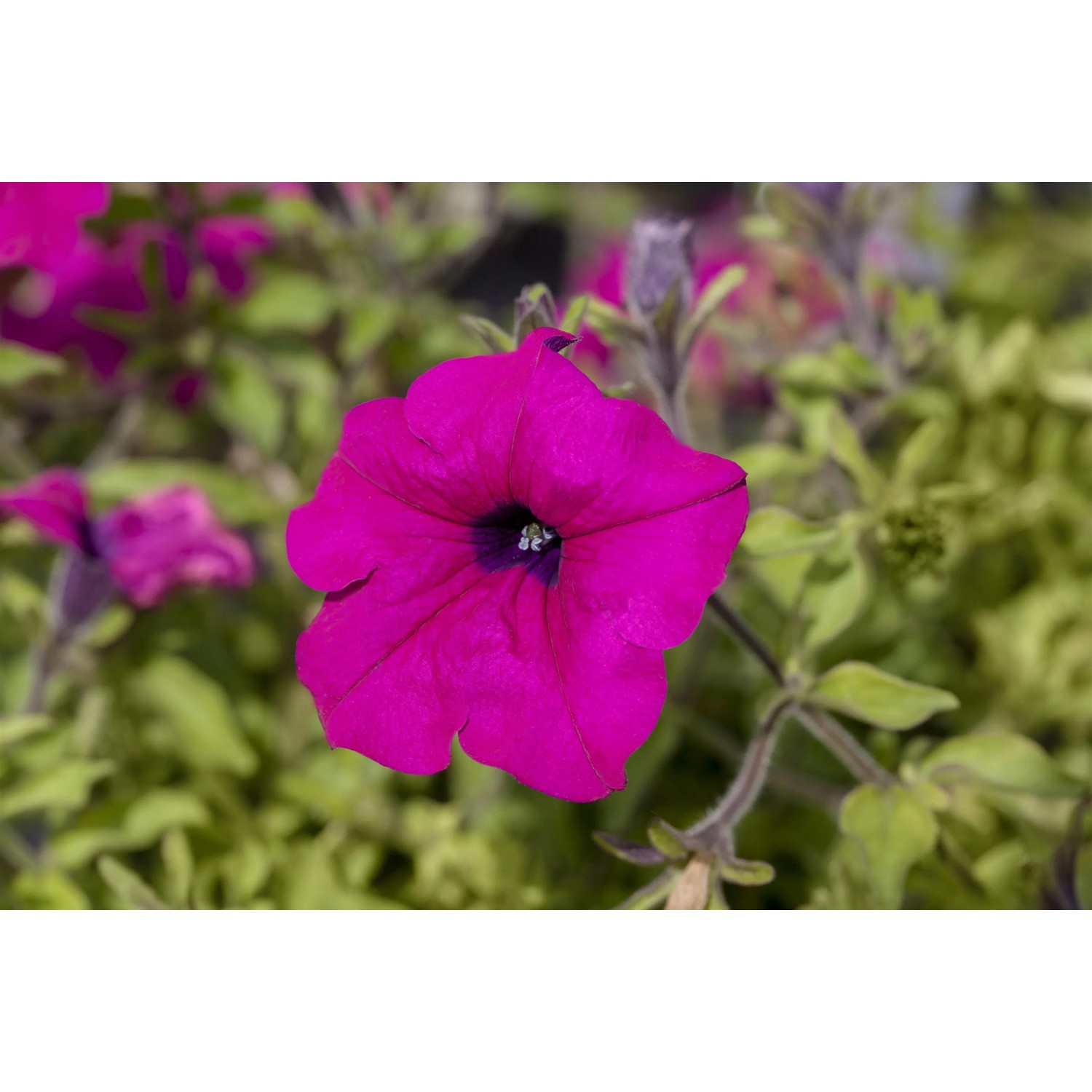 Nahaufnahme einer pinkfarbenen Petunie (Petunia hyb.) im Topf, umgeben von grünen Blättern.