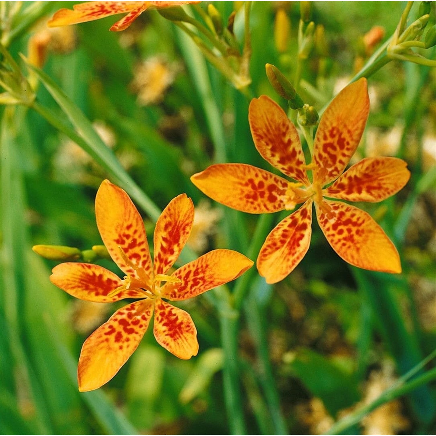 Belamcanda Chinensis Leopardblume Ca. 9x9 cm Topf günstig online kaufen