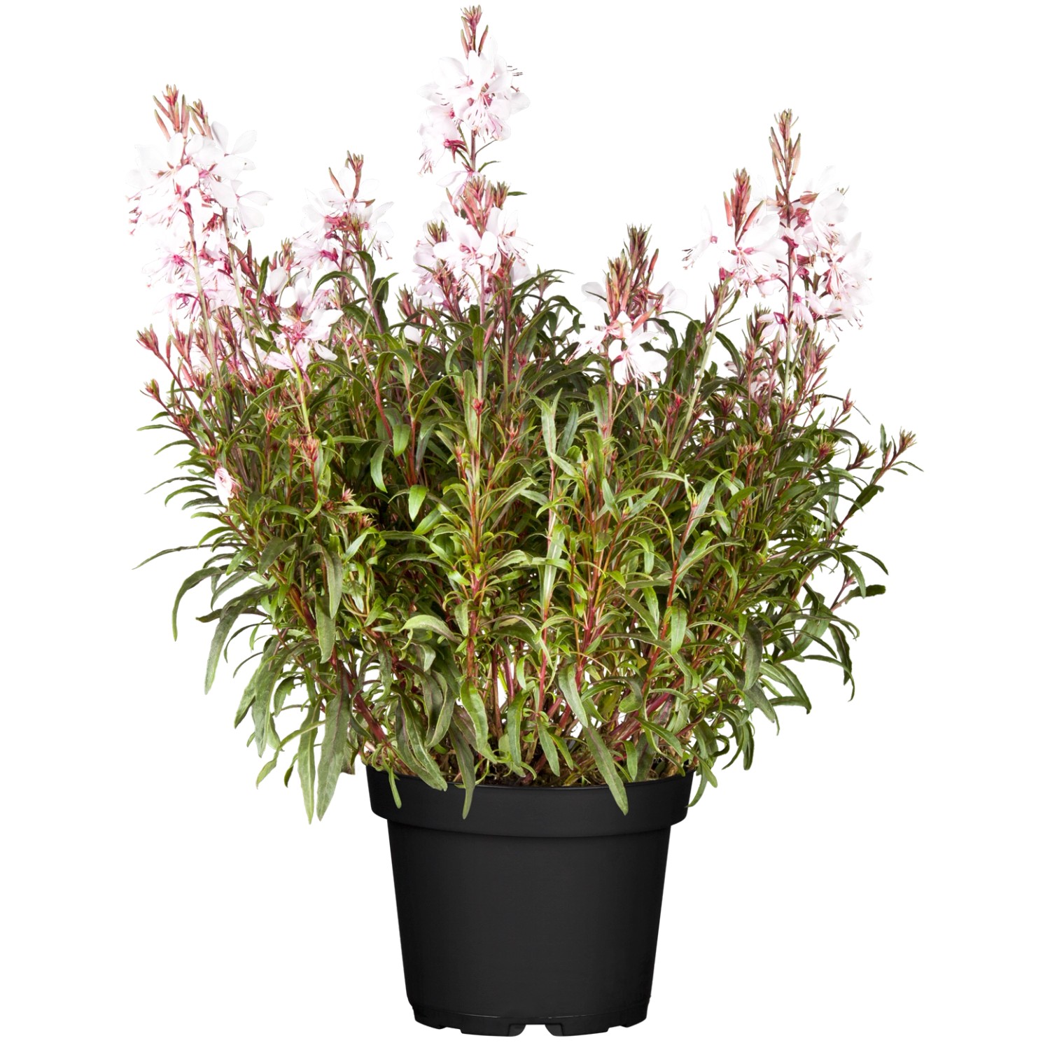 Staude GartenPrachtkerze Rosa TopfØ ca. 19 cm Gaura lindheimeri