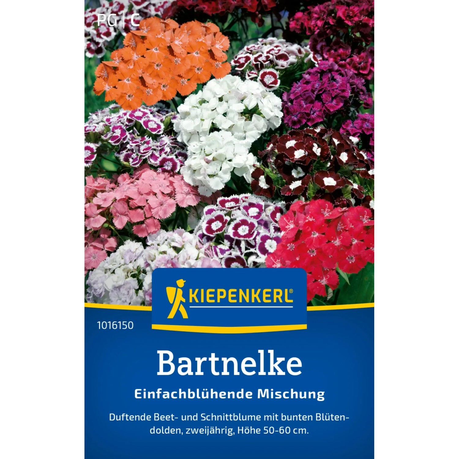 Kiepenkerl Bartnelken "Einfachblühende Mischung" Mehrfarbig