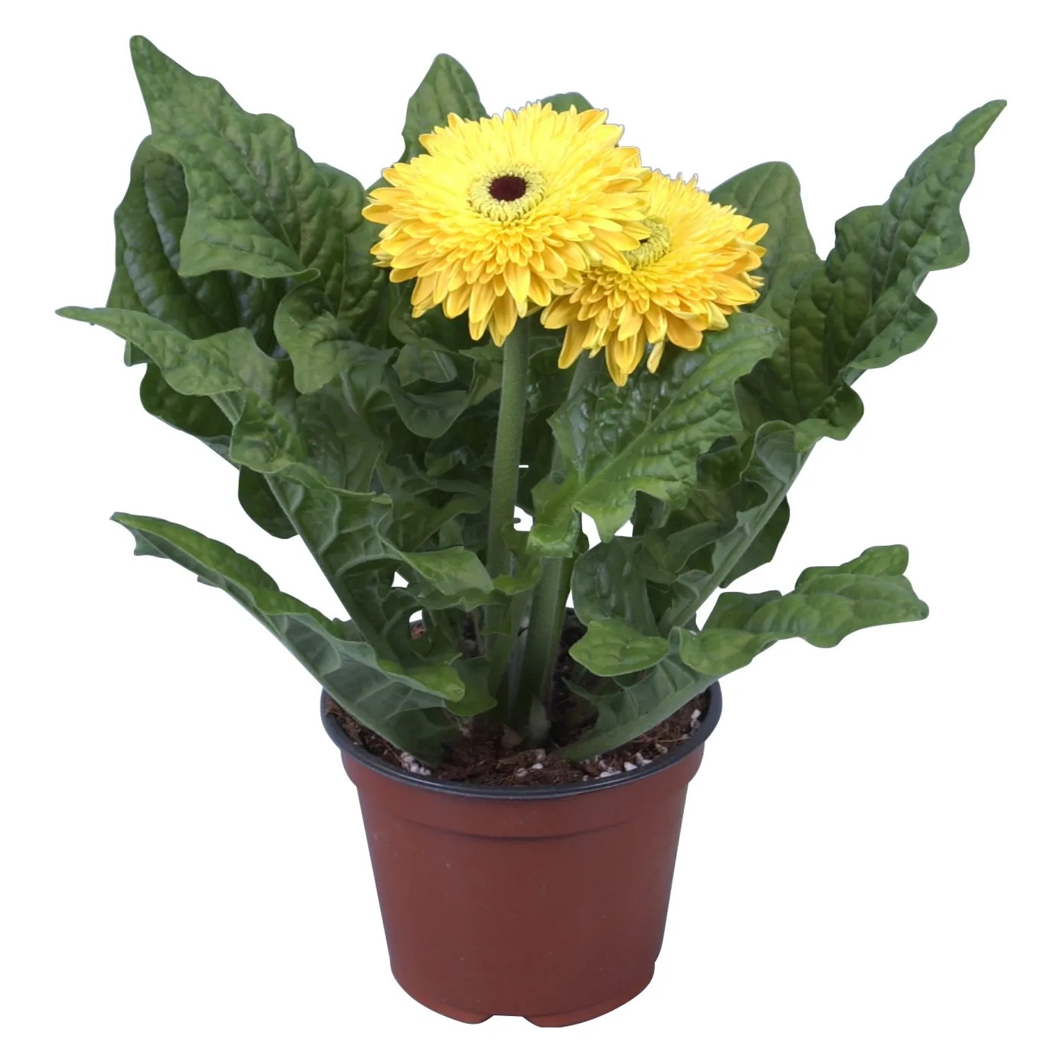 Gerbera Im Topf Lässt Kopf Hängen GROW by OBI Gerbera Gelb Topf Ø ca. 12 cm kaufen bei OBI