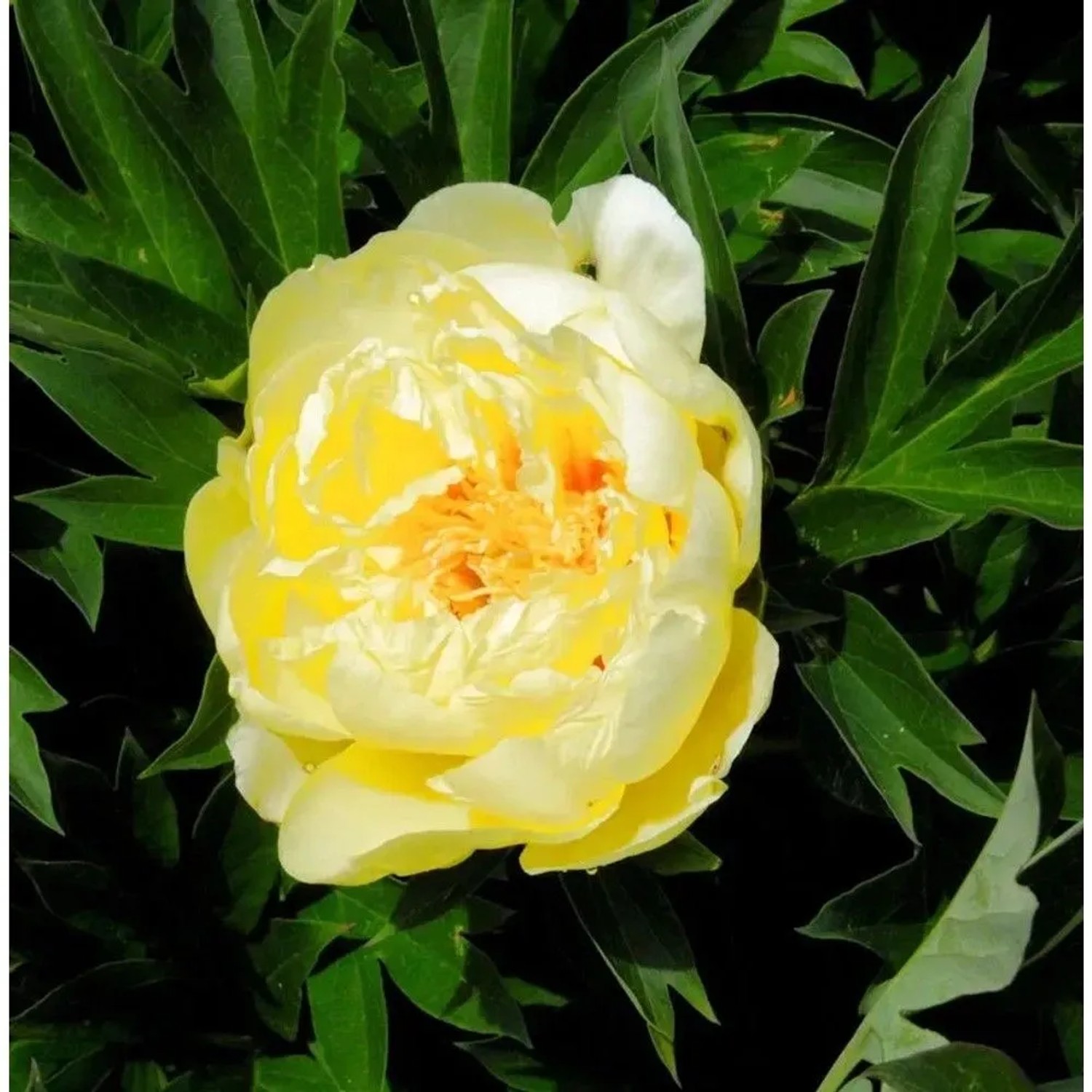 Halbstrauchige Pfingstrose Bartzella - Paeonia itoh