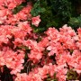 Japanische Azalee Cherie mit lachsfarbenen Blüten im Detail.