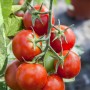 Kiepenkerl Tomate Oceana am Strauch mit roten, reifen Früchten.