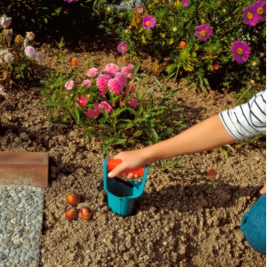 Gardena Blumenzwiebelpflanzer im Einsatz: Blumenzwiebeln setzen leicht gemacht.