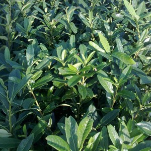 Kirschlorbeer 'Caucasica' Prunus laurocerasus 40 bis 60 cm im Container Schnell Wachsend