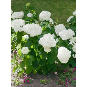 Schneeballhortensie 'Strong Annabelle' mit üppigen, weißen Blütenbällen im Garten.