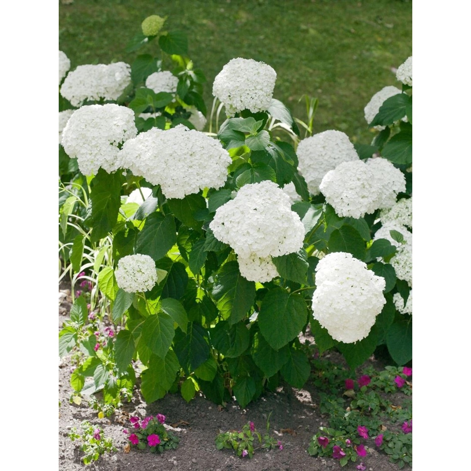 Schneeballhortensie 'Strong Annabelle' mit üppigen, weißen Blütenbällen im Garten.