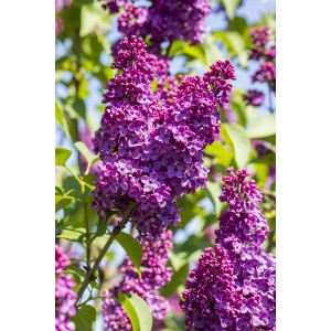 Nahaufnahme des rotvioletten Edelflieders 'Andenken an Ludwig Späth' mit Blüten.