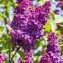 Nahaufnahme des rotvioletten Edelflieders 'Andenken an Ludwig Späth' mit Blüten.