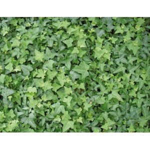 Grünlaubiger Efeu (Hedera helix) im Topf, verschiedene Sorten mit unterschiedlichen Blattformen.