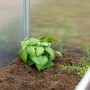 Transparentes Relaxdays Frühbeet aus Aluminium mit Pflanzen im Inneren.