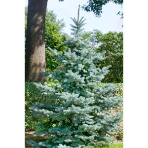 Blaufichte 'Blue Diamond' (25-30 cm) im Garten, Hausbaum mit blauen Nadeln.