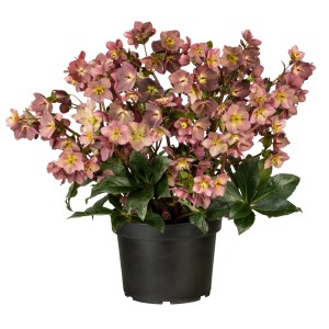 Christrose HGC Ice N' Roses rosa-weiß im Topf, ca. 23 cm Ø. Winterblühende Helleborus Hybride.