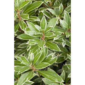 Detailaufnahme der Japanischen Lavendelheide 'Little Heath' mit grün-weiß geränderten Blättern.