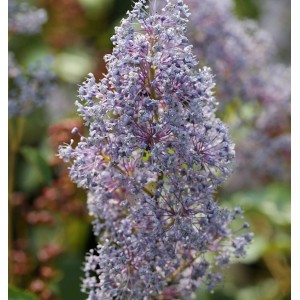Nahaufnahme der hellblauen Blüten der Säckelblume Glorie Versailles (Ceanothus delilianus).