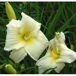 Nahaufnahme der weißen Taglilie 'Joan Senior' (Hemerocallis) im Garten.