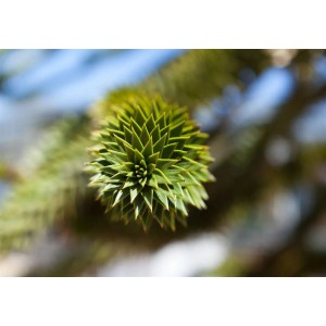 Nahaufnahme einer Araucaria Araucana (Andentanne) mit spiralförmigen, grünen Nadeln.