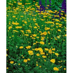 Färberkamille 'Kelwayi' im 9x9 cm Topf, leuchtend gelbe Blüten, ideal für sonnige Standorte.