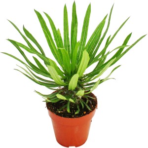 Madagaskar-Palme (Pachypodium lameri) im Topf, grüne Blätter. Sukkulente für sonnige Standorte.