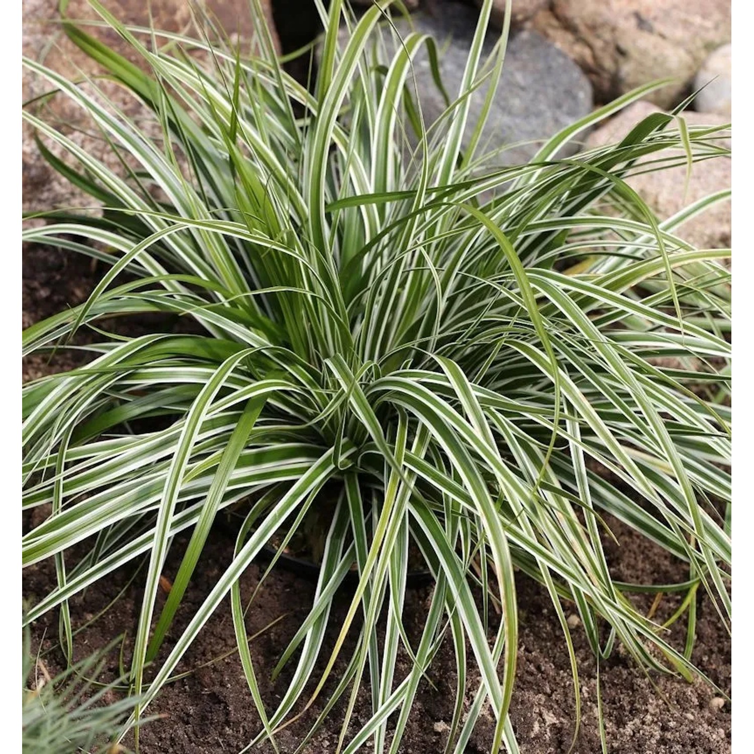 Oshima Segge Everest - großer Topf - Carex oshimensis