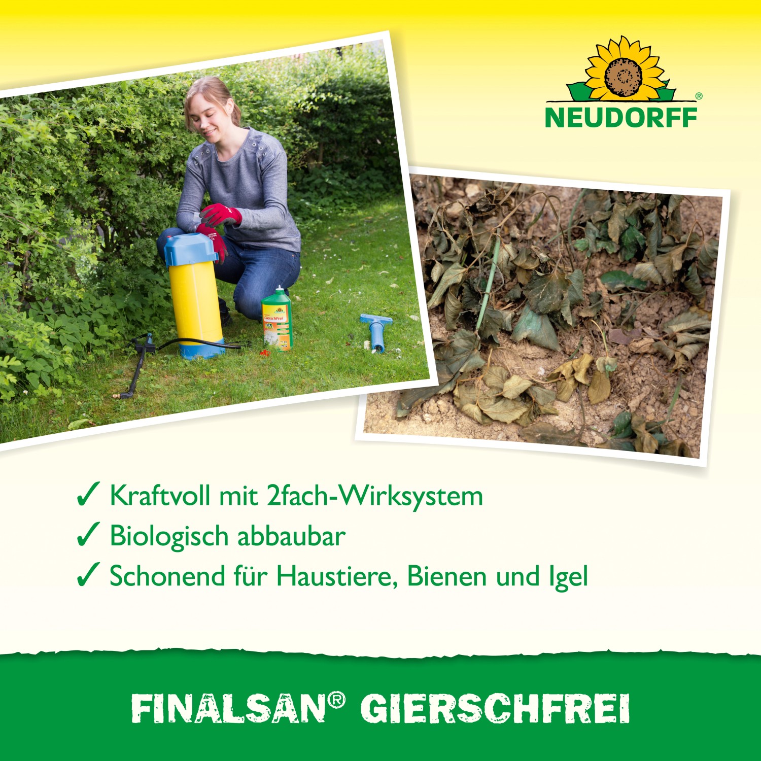 Neudorff Finalsan Giersch-Frei Unkrautvernichter mit Anwenderin und Detailaufnahme von abgestorbenem Unkraut.