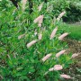 Clethra Alnifolia Pink Spire Strauch mit rosa Blüten im Garten.