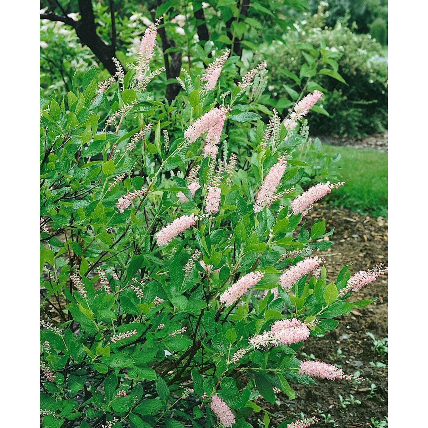 Clethra Alnifolia Pink Spire Scheineller Rosa Blüten 60–80 cm günstig online kaufen